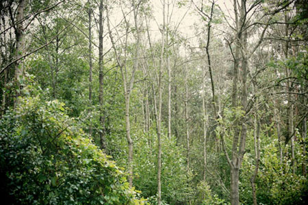 Der Wald