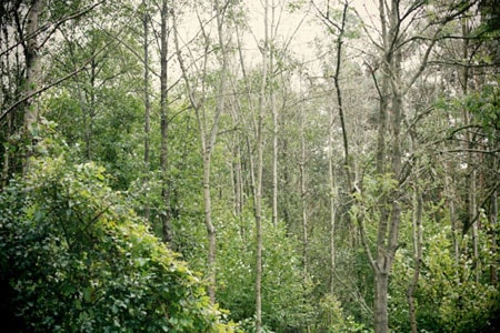 The forest